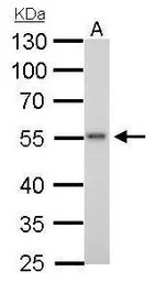 Anti-ERG antibody used in Western Blot (WB). GTX112925