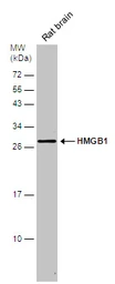 Anti-HMGB1 antibody used in Western Blot (WB). GTX112959