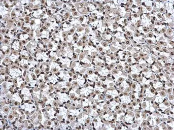Anti-HMGB1 antibody used in IHC (Paraffin sections) (IHC-P). GTX112959