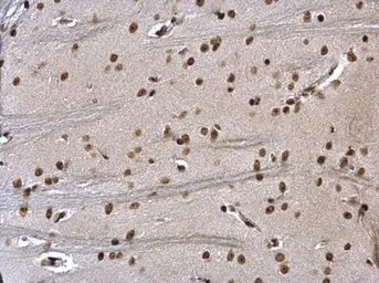 Anti-HMGB1 antibody used in IHC (Paraffin sections) (IHC-P). GTX112959