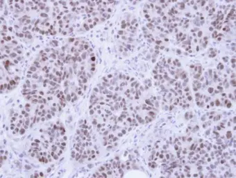 Anti-HMGB1 antibody used in IHC (Paraffin sections) (IHC-P). GTX112959