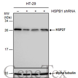 Anti-HSP27 antibody used in Western Blot (WB). GTX112964