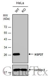 Anti-HSP27 antibody used in Western Blot (WB). GTX112964