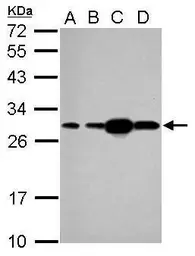 Anti-HSP27 antibody used in Western Blot (WB). GTX112964