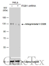 Anti-Integrin beta 1 / CD29 antibody used in Western Blot (WB). GTX112971