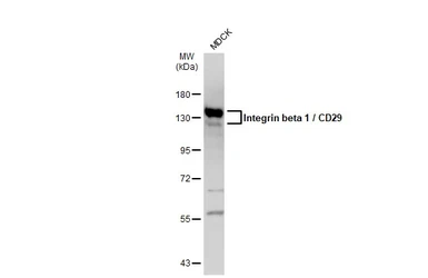 Anti-Integrin beta 1 / CD29 antibody used in Western Blot (WB). GTX112971