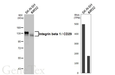 Anti-Integrin beta 1 / CD29 antibody used in Western Blot (WB). GTX112971