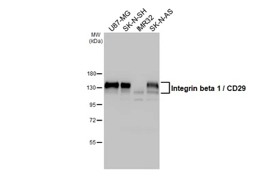 Anti-Integrin beta 1 / CD29 antibody used in Western Blot (WB). GTX112971