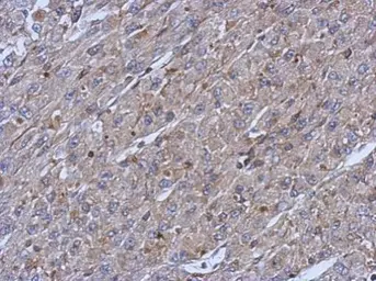 Anti-Cytokeratin 14 antibody [N3C3] used in IHC (Paraffin sections) (IHC-P). GTX112976