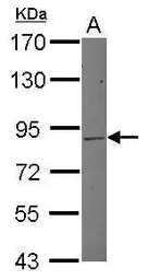 Anti-MLH1 antibody [N1N3] used in Western Blot (WB). GTX112984