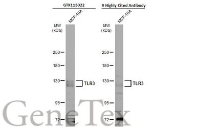 Anti-TLR3 antibody used in Western Blot (WB). GTX113022