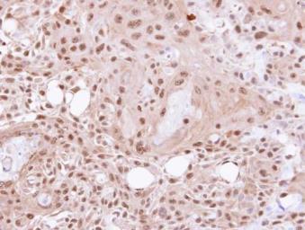 Anti-VCP antibody [N1N2], N-term used in IHC (Paraffin sections) (IHC-P). GTX113030
