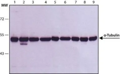 Anti-alpha Tubulin antibody [B-5-1-2] used in Western Blot (WB). GTX11304