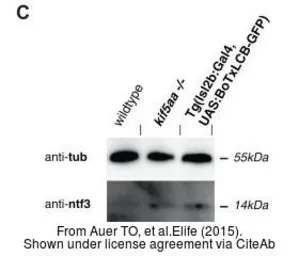 Anti-alpha Tubulin antibody [B-5-1-2] used in Western Blot (WB). GTX11304