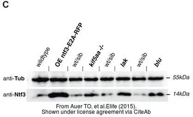 Anti-alpha Tubulin antibody [B-5-1-2] used in Western Blot (WB). GTX11304