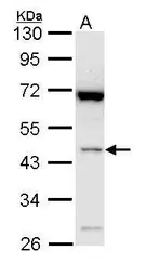 Anti-Bif-1 antibody [N3C3] used in Western Blot (WB). GTX113061