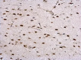 Anti-HDAC2 antibody used in IHC (Paraffin sections) (IHC-P). GTX113086