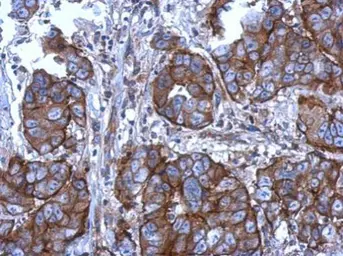 Anti-CD11b antibody [N1N2], N-term used in IHC (Paraffin sections) (IHC-P). GTX113089