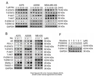 Anti-ERK2 antibody [N2C3] used in Western Blot (WB). GTX113094