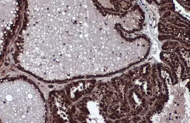 Anti-ERK2 antibody [N2C3] used in IHC (Paraffin sections) (IHC-P). GTX113094