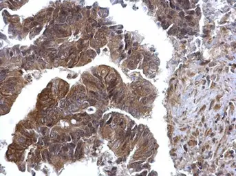 Anti-ERK2 antibody [N2C3] used in IHC (Paraffin sections) (IHC-P). GTX113094