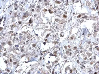 Anti-ERK2 antibody [N2C3] used in IHC (Paraffin sections) (IHC-P). GTX113094