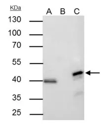 Anti-ERK2 antibody [N2C3] used in Immunoprecipitation (IP). GTX113094