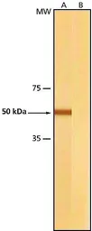 Anti-beta Tubulin antibody [2-28-33] used in Western Blot (WB). GTX11311