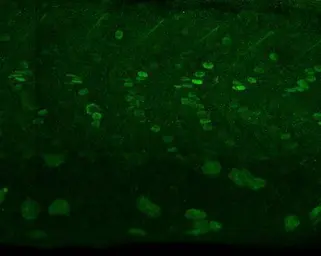 Anti-alpha Adducin antibody [N1N2], N-term used in IHC (Whole mount) (IHC-Wm). GTX113118