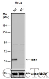Anti-XIAP antibody [N1C1] used in Western Blot (WB). GTX113130
