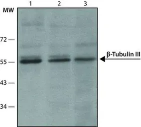 Anti-beta Tubulin 3/ Tuj1 antibody [SDL.3D10] used in Western Blot (WB). GTX11314