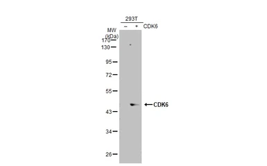 Anti-CDK6 antibody [N3C3] used in Western Blot (WB). GTX113159