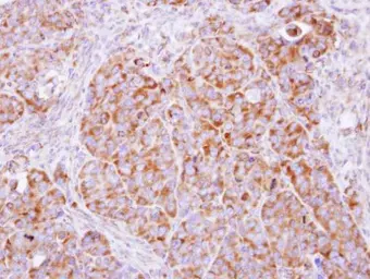Anti-COPB antibody [N1N2], N-term used in IHC (Paraffin sections) (IHC-P). GTX113167