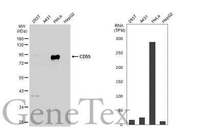 Anti-CD55 antibody [N1C2] used in Western Blot (WB). GTX113170