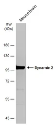 Anti-Dynamin 2 antibody [N1N3] used in Western Blot (WB). GTX113171