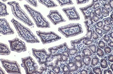 Anti-GATA4 antibody used in IHC (Paraffin sections) (IHC-P). GTX113194