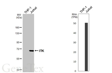 Anti-ITK antibody [N2C1], Internal used in Western Blot (WB). GTX113217