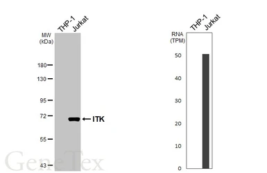 Anti-ITK antibody [N2C1], Internal used in Western Blot (WB). GTX113217