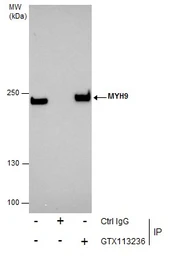 Anti-MYH9 antibody [N1-2], N-term used in Immunoprecipitation (IP). GTX113236