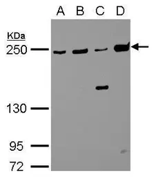 Anti-MYH9 antibody [N1-2], N-term used in Western Blot (WB). GTX113236