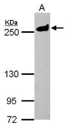 Anti-MYH9 antibody [N1-2], N-term used in Western Blot (WB). GTX113236