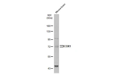 Anti-COX1 antibody used in Western Blot (WB). GTX113259