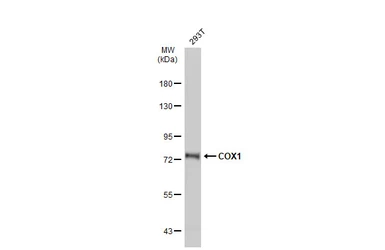 Anti-COX1 antibody used in Western Blot (WB). GTX113259