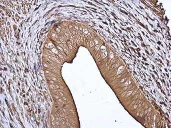 Anti-14-3-3 beta antibody [N1C2] used in IHC (Paraffin sections) (IHC-P). GTX113296
