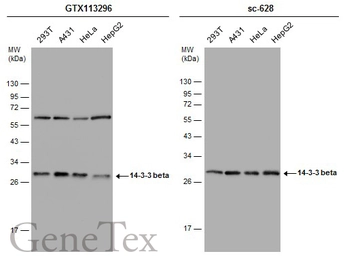 Anti-14-3-3 beta antibody [N1C2] used in Western Blot (WB). GTX113296