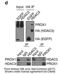 Anti-HDAC3 antibody used in Western Blot and Immunoprecipitation (WB IP). GTX113303