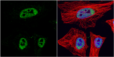 Anti-HDAC3 antibody used in Immunocytochemistry/ Immunofluorescence (ICC/IF). GTX113303