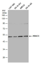 Anti-HDAC3 antibody used in Western Blot (WB). GTX113303