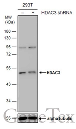 Anti-HDAC3 antibody used in Western Blot (WB). GTX113303