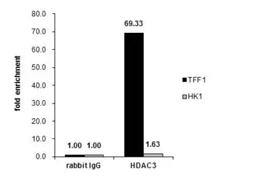 Anti-HDAC3 antibody used in ChIP assay (ChIP assay). GTX113303